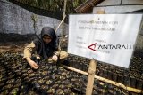 Siswa menyemai benih kopi arabika saat mata pelajaran kopi di SMK Pertanian Pembangunan (PPN) Negeri, Tanjungsari, Kabupaten Sumedang, Jawa Barat, Kamis (4/10). SMK PPN menjadi sekolah percontohan dan satu-satunya di Jawa Barat yang mengembangkan budidaya tanaman kopi dalam mata pelajaranya. ANTARA JABAR/Raisan Al Farisi/18