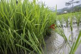Petani menanam padi di lahan pertanian desa Cibuntu, Kabupaten Sukabumi, Jawa Barat, Senin (15/10/2018). Dinas Pertanian Kabupaten Sukabumi mencatat surplus beras pada 2018 ini diperkirakan mencapai 350 ribu ton. ANTARA JABAR/Nurul Ramadhan/agr/18.