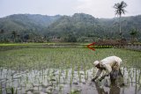 Petani menanam padi di lahan pertanian desa Cibuntu, Kabupaten Sukabumi, Jawa Barat, Senin (15/10/2018). Dinas Pertanian Kabupaten Sukabumi mencatat surplus beras pada 2018 ini diperkirakan mencapai 350 ribu ton. ANTARA JABAR/Nurul Ramadhan/agr/18.