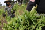 Petani memetik daun tembakau di area pertanian Desa Sukoanyar, Kediri, Jawa Timur, Kamis (25/10/2018). Petani di daerah tersebut mengeluhkan tanaman tembakau yang mati hingga mencapai 10 persen karena cuaca panas dan minimnya kandungan air dalam tanah akibat musim kemarau. Antara Jatim/Prasetia Fauzani/ZK