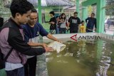 Puluhan pengunjung melihat pelepasan penyu di kawasan wisata penangkaran Konservasi Penyu Pangumbahan, Kabupaten Sukabumi, Jawa Barat, Sabtu (6/10). Kawasan tersebut merupakan wisata edukasi berupa pelepasan penyu pada pukul 17.30 WIB, sebagai upaya konservasi melestarikan penyu dari kepunahan. ANTARA JABAR/Nurul Ramadhan/agr/18