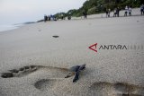 ANTARA FOTO/Puluhan pengunjung melihat pelepasan penyu di kawasan wisata penangkaran Konservasi Penyu Pangumbahan, Kabupaten Sukabumi, Jawa Barat, Sabtu (6/10). Kawasan tersebut merupakan wisata edukasi berupa pelepasan penyu pada pukul 17.30 WIB, sebagai upaya konservasi melestarikan penyu dari kepunahan. ANTARA JABAR/Nurul Ramadhan/agr/18 Ramadhan (ANTARA FOTO/Nurul Ramadhan)