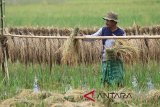 Petani menjemur padi yang terendam banjir di area persawahan Desa Blang Leuah, Kecamatan Samatiga, Aceh Barat, Aceh, Sabtu (13/10). Banjir akibat tingginya intensitas hujan yang terjadi sejak sepekan terakhir mengakibatkan 39 hektar tanaman padi siap panen terendam dan sebagian besar tanaman padi sudah mulai rusak. (Antara Aceh/Syifa Yulinnas/18)