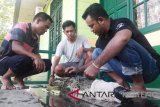 Nelayan di Seruyan tak sengaja tangkap buaya sepanjang 1,5 meter