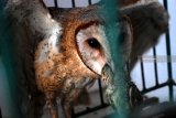 Burung hantu tyto alba atau Serak Jawa yang dipelihara pecinta burung hantu di Pandawangi, Diwek, Jombang, Jawa Timur, Jumat (12/10). Populasi burung hantu tyto alba di alam liar ditenggarai semakin berkurang, karena eksploitasi oleh manusia secara berlebihan. Padahal burung hantu ini merupakan sahabat petani karena kemampuannya untuk mengendalikan populasi tikus, dalam setahun satu ekor burung hantu dapat memangsa 1.300 ekor tikus. Antara Jatim/Syaiful Arif/mas/18.