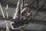 Seekor Owa Jawa (Hylobates Moloch) menggendong bayinya yang berumur 28 hari jelang Hari Owa Internasional di Bandung Zoo, Bandung, Jawa Barat, Rabu (24/10/2018). Owa jawa merupakan sejenis primata anggota suku Hylobatidae yang populasinya tersisa antara 1.000–2.000 ekor. ANTARA JABAR/M Agung Rajasa/agr.