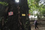Sebuah label berisi informasi tentang pohon dipasang di sebuah pohon di Jalan Ahmad Yani, Kota Bogor, Jawa Barat, Rabu (31/10/18). Berdasarkan data Dinas Pertamanan Kota Bogor diperkirakan ada ratusan pohon rawan tumbang di Kota Bogor yang tersebar di beberapa titik dari jumlah keseluruhan 14 ribu pohon. Namun baru 338 pohon yang sudah diperiksa dan masuk dalam program kartu tanda pohon (KTP). ANTARA JABAR/Yulius Satria Wijaya/agr.