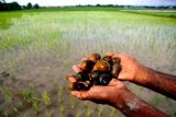 Wow! Ternyata ini kandungan protein dalam keong sawah