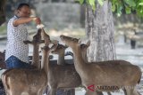 Jumlah rusa Taman  Balekambang tak ideal, warga boleh pelihara