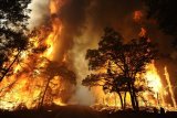 Gunung Andong terbakar, satu jiwa melayang