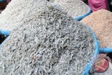 BBPOM DIY telusuri pemasok ikan teri beformalin