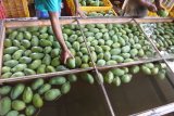 ANTARA FOTO/SENO (ANTARA FOTO/SENO)Pekerja menyortir buah mangga arum manis di perkebunan PT Trigatra Rajasa, Desa Lamongan, Arjasa, Situbondo, Jawa Timur, Senin (5/11/2018). Perkebunan tersebut mampu memproduksi buah mangga lima ton per hari yang dipasarkan ke sejumlah kota di Jawa dan di ekspor ke Malaysia serta Tiongkok dengan harga mulai Rp 45.000 per kilogram. Antara Jatim/Seno/ZK.