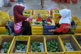 Pekerja menyortir buah mangga arum manis di perkebunan PT Trigatra Rajasa, Desa Lamongan, Arjasa, Situbondo, Jawa Timur, Senin (5/11/2018). Perkebunan tersebut mampu memproduksi buah mangga lima ton per hari yang dipasarkan ke sejumlah kota di Jawa dan di ekspor ke Malaysia serta Tiongkok dengan harga mulai Rp 45.000 per kilogram. Antara Jatim/Seno/ZK.