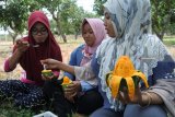 Pekerja memperlihatkan buah mangga arum manis yang dikupas seperti pisang di perkebunan PT Trigatra Rajasa, Desa Lamongan, Arjasa, Situbondo, Jawa Timur, Senin (5/11/2018). Perkebunan tersebut mampu memproduksi buah mangga lima ton per hari yang dipasarkan ke sejumlah kota di Jawa dan di ekspor ke Malaysia serta Tiongkok dengan harga mulai Rp 45.000 per kilogram. Antara Jatim/Seno/ZK.