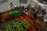 Pekerja menyortir buah mangga arum manis di perkebunan PT Trigatra Rajasa, Desa Lamongan, Arjasa, Situbondo, Jawa Timur, Senin (5/11/2018). Perkebunan tersebut mampu memproduksi buah mangga lima ton per hari yang dipasarkan ke sejumlah kota di Jawa dan di ekspor ke Malaysia serta Tiongkok dengan harga mulai Rp 45.000 per kilogram. Antara Jatim/Seno/ZK.