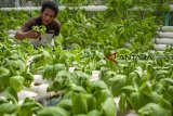 Pekerja memeriksa tanaman pokcay (Brassicaceae) di tempat budidaya pokcay 