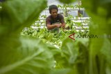 Pekerja memeriksa tanaman pokcay (Brassicaceae) di tempat budidaya pokcay 