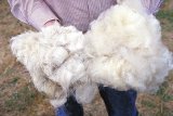 Bulu domba dapat melembabkan rambut dan kulit