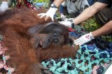 Satu individu Orangutan dievakuasi dari kebun warga di Desa Sungai Awan Kiri, Kecamatan Muara Pawan, Kabupaten Ketapang, Kalbar, Jumat (26/10/2018). Tim gabungan dari IAR Indonesia, Balai Taman Nasional Gunung Palung (BTNGP) dan Balai Konservasi Sumber Daya Alam (BKSDA) Kalbar Seksi Konservasi Wilayah (SKW) I Ketapang memindahkan satu individu Orangutan Kalimantan (Pongo pygmaeus) bernama Nayo (20 tahun) seberat 60 Kilogram yang dievakuasi dari kebun warga di Desa Sungai Awan Kiri ke kawasan TNGP Ketapang. ANTARA FOTO/HO/Heribertus-IAR Indonesia/jhw