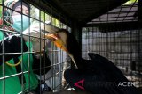 Dokter hewan Balai Konservasi Sumber Daya Alam (BKSDA) Aceh memeriksa kesehatan seekor burung julang emas (Aceros undulatus) yang baru disita dari warga Pidie di kandang rehabilitasi BKSDA, Aceh Besar, Aceh, Kamis (1/11/2018). BKSDA Aceh masih merawat dan merehabilitasi dua ekor beruang madu, bayi siamang dan seekor burung julang emas sebelum dilepasliarkan kembali ke habitatnya. (Antara Aceh/Irwansyah Putra)