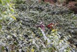 Petani melakukan perawatan lahan perkebunan kopi di Cimaung, Gunung Puntang, Kabupaten Bandung, Jawa Barat, Sabtu (10/11/2018). Bank Mandiri terus memajukan ekonomi kerakyatan melalui penyaluran KUR sektor produksi seperti usaha pertanian berbasis community development pada perhutanan sosial dan penyaluran KUR produksi mencapai Rp7,49 triliun atau 49 persen dari penyaluran KUR Mandiri sebesar Rp15,28 triliun hingga Oktober 2018. ANTARA JABAR/M Agung Rajasa/agr.