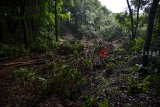 Tim gabungan tanggap bencana membersihkan material tanah longsor yang menutupi badan jalan utama Culamega, Kabupaten Tasikmalaya, Jawa Barat, Kamis (8/11/2018). Akibat beberapa titik badan jalan tertimbun material tanah longsor dan pohon tumbang akses menuju Kampung Cikupa, Kecamatan Culamega terisolir dan terpaksa bantuan logistik untuk korban bencana alam belum diberikan. ANTARA JABAR/Adeng Bustomi/agr.