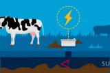 Manado Resmi kembangkan energi sapi menjadi listrik