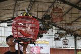 Peserta menyiapkan burung Puter Pelung saat mengikuti Lomba Tingkat Nasional Seni Suara Burung Puter Pelung di Kota Madiun, Jawa Timur, Minggu (25/11/2018). Lomba yang digelar Persatuan Penggemar dan Pelestari Puter Seluruh Indonesia (P4SI) Kota Madiun diikuti 100 burung dari berbagai daerah di Jawa Timur, Jawa Tengah dan Yogyakarta. Antara Jatim/Siswowidodo/ZK