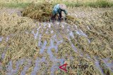 Petani memanen padi rusak akibat terendam di desa Blang Bintang, Kabupaten Aceh Besar, Aceh, Rabu (7/11/2018). Curah hujan tinggi sejak tiga hari terakhir di daerah itu, mengakibatkan puluhan hektare tanaman padi siap panen mengalami kerusakan, sehingga petani mengalami kerugian. (Antara Aceh/Ampelsa)