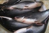 Ikan patin Indonesia mulai digemari di Timur Tengah