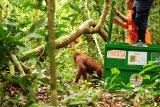 Satu dari dua individu Orangutan keluar dari kandang saat dilepasliarkan di Hutan Lindung Sungai Lesan, di Kabupaten Berau, Kalimantan Timur, Sabtu (3/11/2018). Dua individu Orangutan (Pongo pygmaeus morio) bernama Novi dan Leci yang telah menjalani rehabilitasi di Pusat Rehabilitasi Orangutan COP Borneo Kaltim, dilepasliarkan di Hutan Lindung Sungai Lesan oleh Ditjen Konservasi Sumber Daya Alam Ekosistem (KSDAE) bersama COP. ANTARA FOTO/HO/Heri-Center for Orangutan Protection/jhw