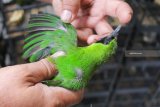 Petugas menata sejumlah sangkar berisi burung saat ungkap kasus penyelundupan burung di Unit Pelayanan II Balai Besar Karantina Pertanian Surabaya Jalan Kalimas Baru, Surabaya, Jawa Timur, Kamis (8/11/2018). Balai Besar Karantina Pertanian Surabaya menggagalkan penyelundupan 293 ekor Cucak Hijau, 124 ekor Murai Batu dan 64 ekor Beo yang diangkut dalam truk bermuatan kayu dengan menumpang KM Perindo I dari Balikpapan menuju Surabaya. Antara Jatim/Didik Suhartono/ZK.