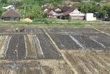 Petani membajak sawah di Winongo, Kota Madiun, Jawa Timur, Rabu (28/11/2018). Memasuki awal musim penghujan saat ini banyak petani di wilayah tersebut yang mulai menggarap sawahnya untuk persiapan menanam padi. Antara Jatim/Siswowidodo/ZK