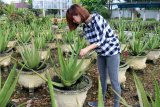 Seorang pengunjung melihat ketebalan tanaman Lidah Buaya di kebun Aloe Vera Center Pontianak, Kalbar, Senin (12/11/2018). Tanaman Lidah Buaya (Aloe Vera) yang dapat diolah menjadi makanan, minuman, kosmetik serta obat-obatan tersebut, merupakan tanaman khas Pontianak dan menjadi salah satu komoditi unggulan Kalbar. ANTARA FOTO/Jessica Helena Wuysang/18