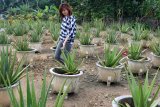 Seorang pengunjung berjalan di antara tanaman Lidah Buaya di kebun Aloe Vera Center Pontianak, Kalbar, Senin (12/11/2018). Tanaman Lidah Buaya (Aloe Vera) yang dapat diolah menjadi makanan, minuman, kosmetik serta obat-obatan tersebut, merupakan tanaman khas Pontianak dan menjadi salah satu komoditi unggulan Kalbar. ANTARA FOTO/Jessica Helena Wuysang/18