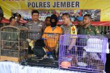 Kapolres Jember AKBP Kusworo Wibowo (kedua kanan), Kepala Bidang Konservasi Sumber Daya Alam (KSDA) Wilayah III Jember Setyo Utomo (kanan), saat rilis perdagangan satwa dilindungi di Mapolres Jember, Jawa Timur, Kamis (1/11/2018). Petugas KSDA dan Polres Jember menyita satwa dilindungi antara lain Elang Alap Nippon, Rangkok Julang Emas, Kucing Hutan dan Musang Rase dari seorang pedagang satwa liar yang berjualan secara online. Antara Jatim/Seno/ZK