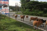 Ternak sapi liar melintas di Jalan Lintas Banda Aceh-Tapak Tuan Kecamatan Krueng Sabee, Aceh Jaya, Aceh, Minggu (11/11/2018). Meskipun pihak Satlantas Polres Aceh Jaya telah mengeluarkan peringatan sapi wajib ditangkap bila menggangu ketertiban lalu lintas, tapi para pemilik sapi tidak mengindahkan seruan tersebut sehingga membahayakan dan mengancam keselamatan pengguna jalan. (ANTARA FOTO/Syifa Yulinnas/aww)