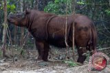 Melacak keberadaan badak Sumatera di Mahakam