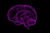 Ilmuwan identifikasi protein pada otak untuk pengobatan skizofrenia