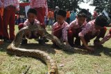 Sejumlah pelajar bermain dengan ular Sanca di arena peringatan Hari Cinta Puspa dan Satwa Nasional (HCPSN) 2018 di Grabag, Magelang, Jawa Tengah, Kamis (15/11/2018). Pada peringatan HCPSN kali ini mengusung tema ”Mari Selamatkan Puspa dan Satwa Indonesia