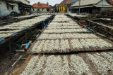 Produksi teri asin di Pulau Pasaran mulai banyak