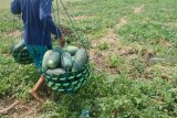 Buruh tani memanen semangka di areal persawahan Megaluh, Jombang, Jawa Timur, Kamis (08/11/2018). Pasca panen raya, harga semangka turun drastis ditingkat petani, karena kualitasnya menurun. Para tengkulak membeli buah semangka dengan cara tebasan Rp 2 juta per petak sawah, yang sebelumnya mencapai Rp 7 juta. Antara Jatim/Syaiful Arif/ZK.