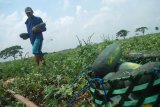 Buruh tani memanen semangka di areal persawahan Megaluh, Jombang, Jawa Timur, Kamis (08/11/2018). Pasca panen raya, harga semangka turun drastis ditingkat petani, karena kualitasnya menurun. Para tengkulak membeli buah semangka dengan cara tebasan Rp 2 juta per petak sawah, yang sebelumnya mencapai Rp 7 juta. Antara Jatim/Syaiful Arif/ZK.