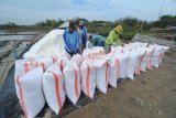 Pekerja mengangkut garam saat panen terakhir tahun ini di Desa Bunder, Pademawu, Pamekasan, Jawa Timur, Kamis (8/11/2018). Harga garam dipenghujung musim tahun ini turun dari Rp1.1 juta-Rp1.25 juta per ton menjadi Rp600 ribu-Rp900 ribu per ton. Antara Jatim/Saiful Bahri/ZK