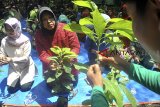 Sejumlah peserta mengikuti pelatihan mengembangbiakkan tanaman buah jambu kristal di Forum Karang Taruna Cibinong, Kabupaten Bogor, Jawa Barat, Kamis (22/11/2018). Pelatihan bersama Taruna Tani dalam merawat dan mengembangbiakkan tanaman melalui cara okulasi, stek, cangkok, dan sambung pucuk tersebut selain untuk memperingati Hari Pohon Sedunia sekaligus menjadikan Cibinong sebagai Kota penghasil buah-buahan unggul di Kabupaten Bogor. ANTARA JABAR/Arif Firmansyah/agr.