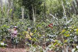 Petani melakukan perawatan lahan perkebunan kopi di Cimaung, Gunung Puntang, Kabupaten Bandung, Jawa Barat, Sabtu (10/11/2018). Bank Mandiri terus memajukan ekonomi kerakyatan melalui penyaluran KUR sektor produksi seperti usaha pertanian berbasis community development pada perhutanan sosial dan penyaluran KUR produksi mencapai Rp7,49 triliun atau 49 persen dari penyaluran KUR Mandiri sebesar Rp15,28 triliun hingga Oktober 2018. ANTARA JABAR/M Agung Rajasa/agr.