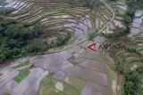 Foto areal lahan pertanian di Kampung Babakan Pasir Angin, Kabupaten Tasikmalaya, Jawa Barat, Sabtu (29/12/2018). Kementerian Pertanian mengalokasikan anggaran untuk program peningkatan produksi, produktivitas dan mutu hasil tanaman pangan pertanian pada tahun 2019 sebesar Rp 21,7 triliun. ANTARA JABAR/Adeng Bustomi/agr.