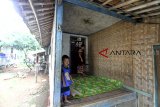 Warga beraktivitas di rumah yang tidak layak huni di Desa Gunung Sari, Citeureup, Bogor, Jawa Barat, Jumat (14/12/2018). Kementerian Pekerjaan Umum dan Perumahan Rakyat menganggarkan program Bantuan Stimulan Perumahan Swadaya (BSPS) atau bedah rumah pada tahun 2019 yaitu sebesar Rp4,287 triliun yang ditargetkan untuk 206.500 unit rumah. ANTARA JABAR/Yulius Satria Wijaya/agr. 