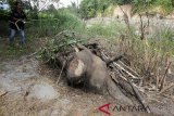 Petugas Conservation Response Unit (CRU) Peusangan Bener Meriah, menutupi bangkai gajah Sumatera (Elephas maximus sumatranus) yang ditemukan mati dengan kayu untuk dibakar di pinggiran sungai Peusangan antara perbatasan Kabupaten Bener Meriah dan Kabupaten Bireuen, Aceh, Sabtu (29/12/2018). Balai Konservasi Sumber Daya Alam (BKSDA) Aceh telah melaporkan kasus kematian gajah liar jantan yang diperkirakan berusia 40 tahun ditemukan mati dengan kondisi gading hilang pada Polres Bireuen untuk diproses secara hukum. (Antara Aceh/Irwansyah Putra)