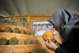 Pengunjung mencium buah durian di salah satu stan pameran saat Blitar Agro Festival di Pendopo Kanigoro, Blitar, Jawa Timur, Selasa (4/12/2018). Pameran hasil pertanian serta olahannya tersebut bertujuan untuk membantu petani memperluas jaringan guna mempermudah pemasaran produk baik di level regional maupun nasional. Antara Jatim/Irfan Anshori/ZK.